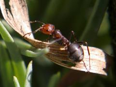 Western Thatching Ant